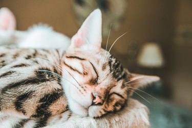 Bengal Kitten Sleeping