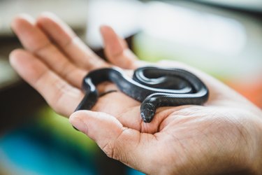 A small snake in someone's hand