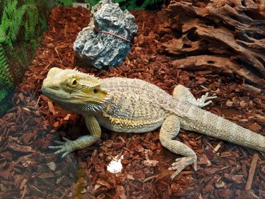 A pet reptile