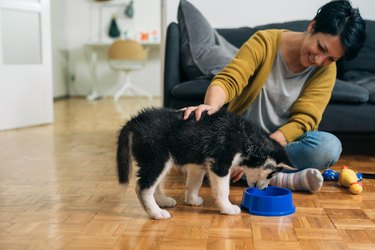 woman at home with her puppy husky