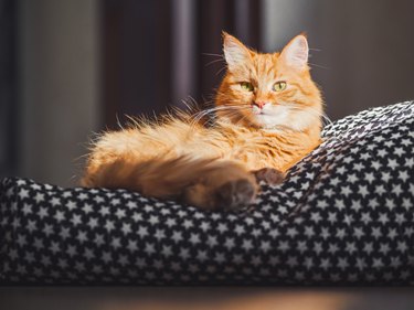 Cute ginger cat lying on black blanket. Fluffy pet comfortably settled to sleep. Hard sunlight on fuzzy domestic animal. Cozy home background.