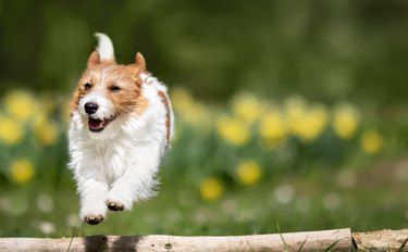 Happy dog running in the garden in spring, puppy training banner