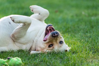 Labrador lying on their back in the grass looking playful with mouth open