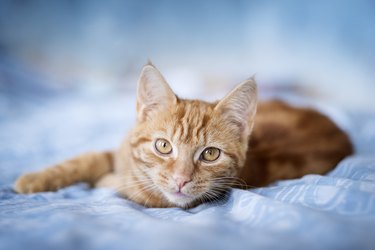 A ginger tabby cat lying on a blue bed cover