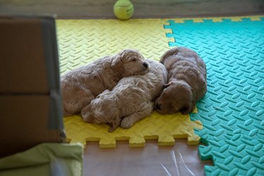 Puppies sleeping in a whelping box