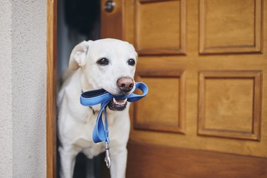 Cute dog waiting for walk in door of house