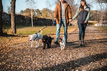 Couple holding hands and walking with pets in public park