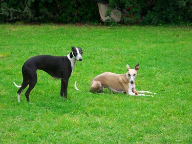 Portrait of two black greyhounds in the garden