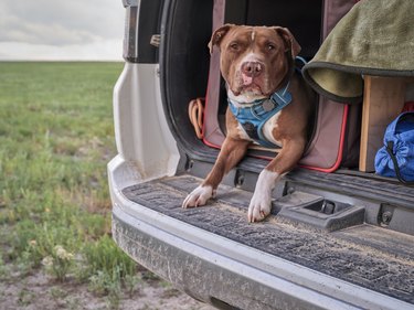 red nose pitbull dog in a travel cage