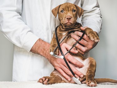 Lovable, pretty puppy of chocolate color. Close-up