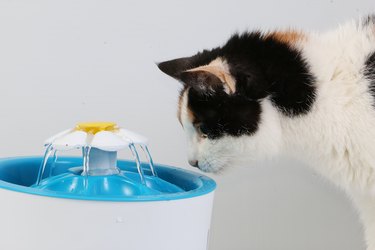 beautiful tricolored cat drinks fresh water from an electric drinking fountain