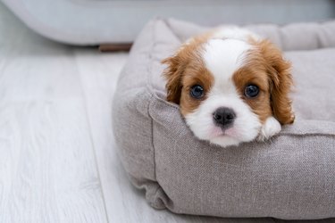 Close up portrait of cute Blenheim King Charles Spaniel dog puppy in a indoor home setting with space for text. Little dog lies on a grey  background