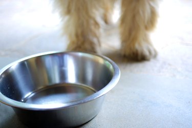 Empty dog's bowl with dog next to it