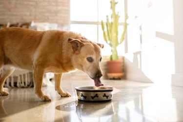 Dog drinking water from bowl at living room