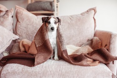 Dog in wool cozy blanket sitting on sofa