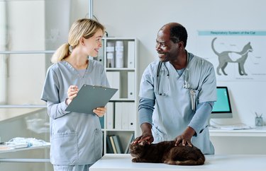 Veterinarian working with nurse at office