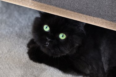 Black Catt hiding