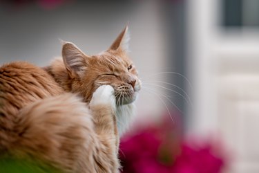 orange cat scratching its face