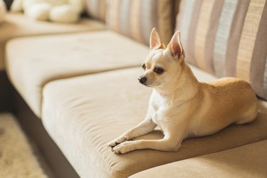 Light brown chihuahua lying on couch