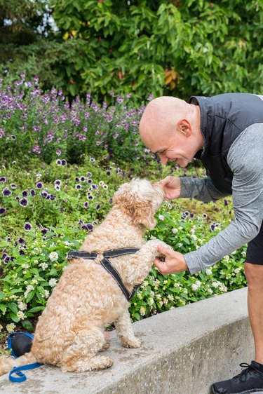 what does it mean when your dog loses hair