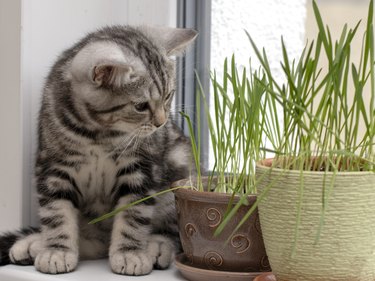 cute kitten is sitting on the window next to a pot of fresh green grass. Beautiful muzzle of a purebred British shorthair kitten with black and white fur