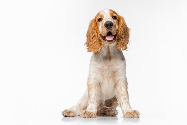 A tan and white freckled Cocker Spaniel puppy is sitting and looking into the camera with his mouth open and tongue sticking out.