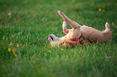 The dog is rolling in the grass