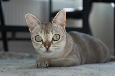 Singapura cat lying on the floor.