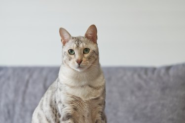 Portrait of silver spotted Bengal Cat, green eyes cat Front view