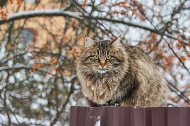 A fluffy cat sits on a fence near a village house on a cloudy winter day.
