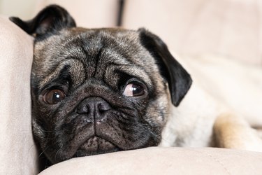 A sad pug lies on the couch and looks away. Care for pugs, their coat, folds, ears and eyes.