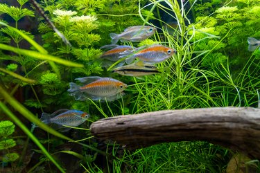 Tropical fish swimming in the aquarium