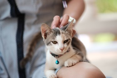 Close-Up Of Cat