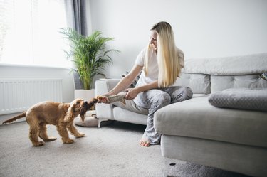woman  playing tug of war with her dog at home