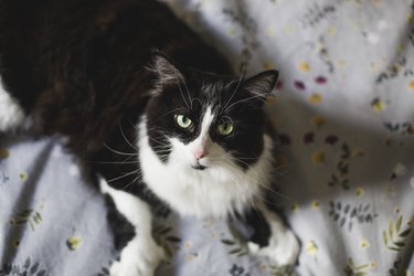 Domestic cat on a bed