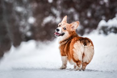 cute brown red corgi standing in winter forest, snow and the camera.