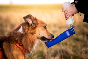 dog drinking water out of portable water bottle on walk