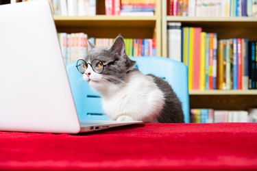 cute british shorthair cat using laptop with books shelf on back