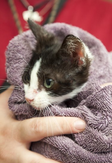 cat wrapped up in purple blanket