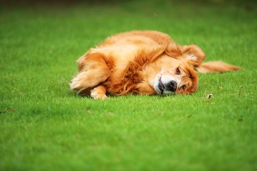 Veteran Golden Retriever lying upside down on grass field.  dog having fun on the lawn at the park.