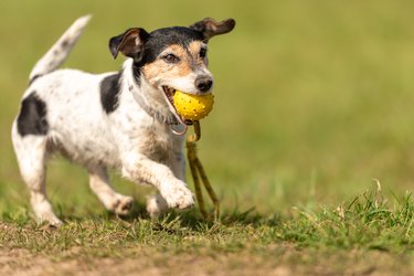 a small cute Jack Russell Terrier dog running fast and with joy across a meadow with a toys in his mouth