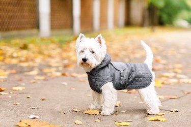 white terrier in coat