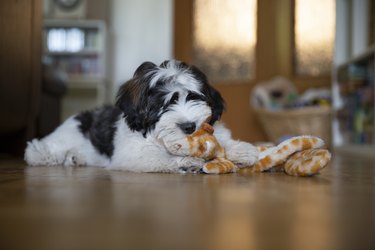 Black and white puppy chewing on a toy