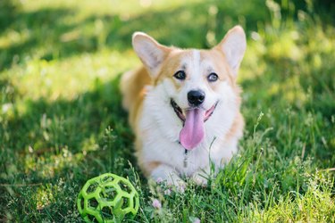 Corgi dog lying on the lawn with a ball during the day