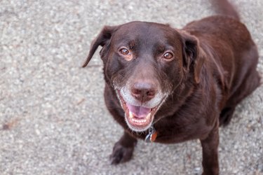 Chocolate labrador retriever is smiling at camera with his gray muzzle