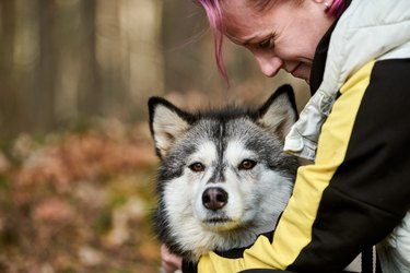 Woman with pink hair hugs beloved Siberian Husky dog, true love of human and pet