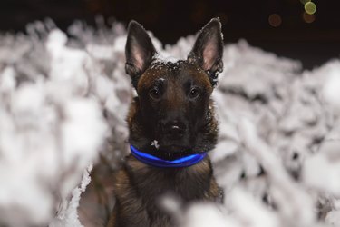 The portrait of a serious Belgian Shepherd dog Malinois posing in snowy bushes at night wearing a blue LED collar