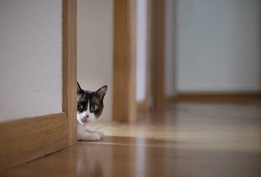 Cat peeking out of a door frame