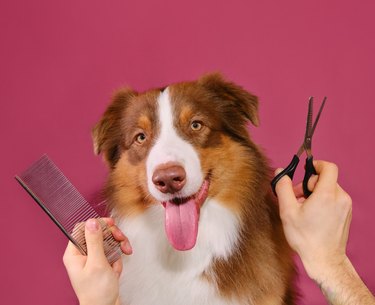 Brown happy Australian Shepherd dog after haircut on pink studio background. Hands of owner or professional with comb and scissors. Concept of pet care. Advertising of grooming salon.