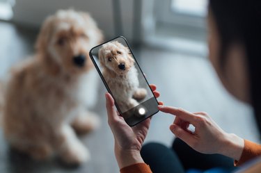 Person looking at an iphone screen that is facing their dog.